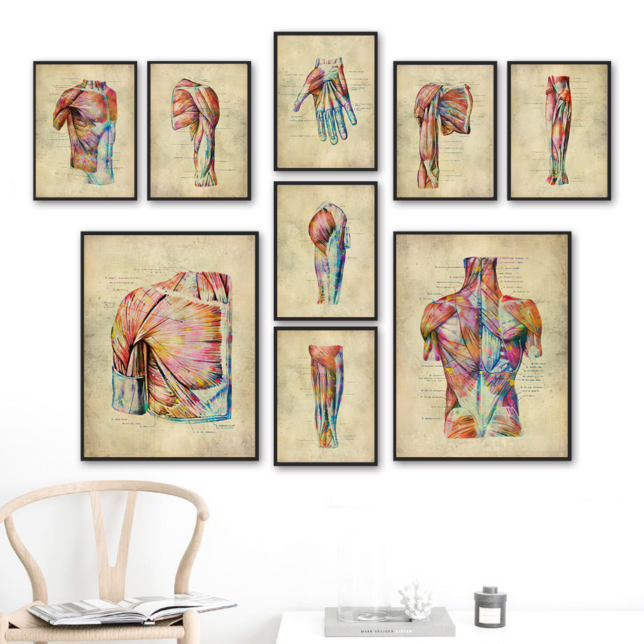 Poster Anatomico Retrò