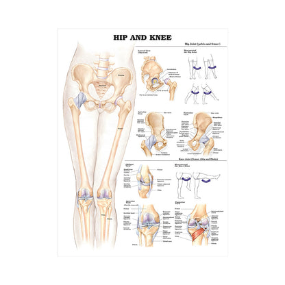 Poster educativo anatomia