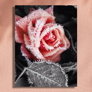 Dipinto rose